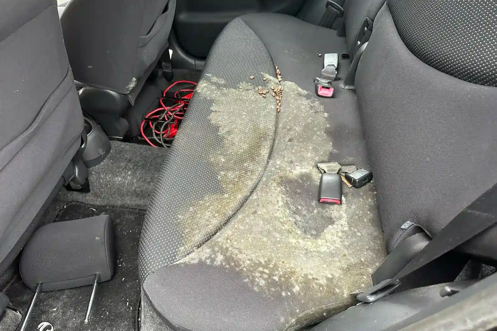 Vorher: Schimmel auf Rücksitzbank vor Innenreinigung