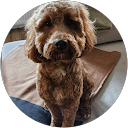 Marco Bremer profile picture